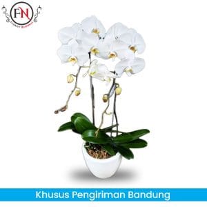 bunga Anggrek Bandung, Rangkaian bunga anggrek Bandung, toko bunga papan bandung