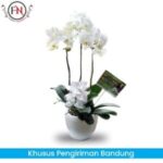 bunga Anggrek Bandung, Rangkaian bunga anggrek Bandung, toko bunga papan bandung