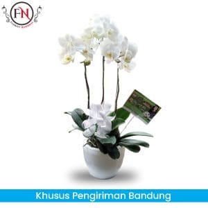 bunga Anggrek Bandung, Rangkaian bunga anggrek Bandung, toko bunga papan bandung