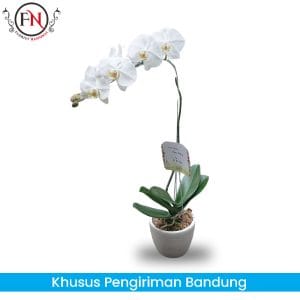 bunga Anggrek Bandung, Rangkaian bunga anggrek Bandung, toko bunga papan bandung