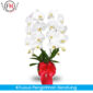 Bunga Anggrek Bandung FNBDGA011