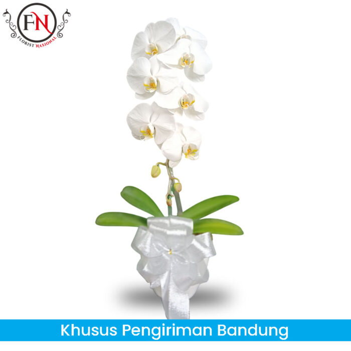 Bunga Anggrek Bandung FNBDGA013 Bunga Anggrek Bandung FNBDGA013