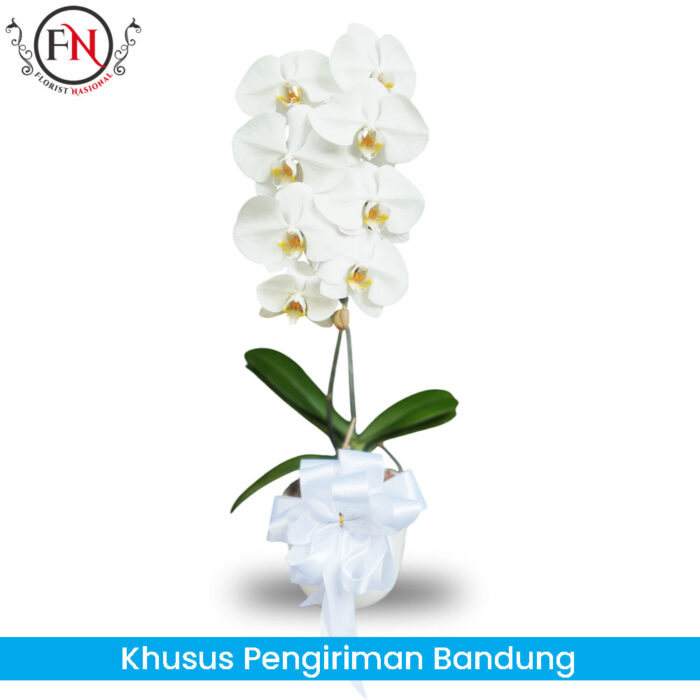 Bunga Anggrek Bandung FNBDGA014