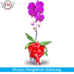 Bunga Anggrek Bandung FNBDGA015
