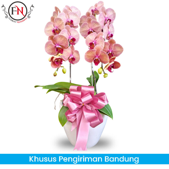 Bunga Anggrek Bandung FNBDGA016 Bunga Anggrek Bandung FNBDGA016