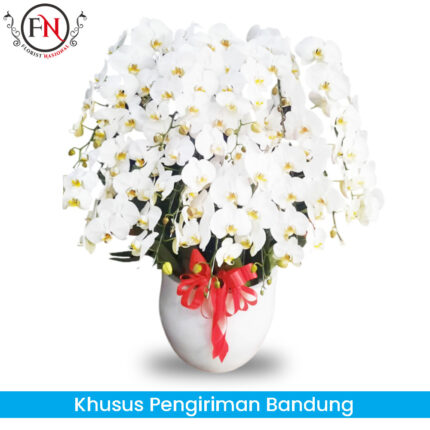 Bunga Anggrek Bandung FNBDGA018