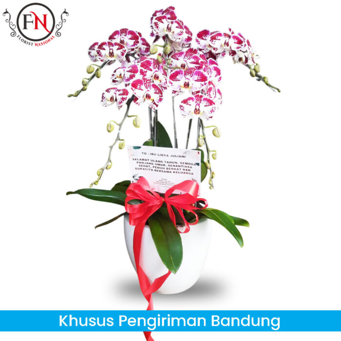 Bunga Anggrek Bandung FNBDGA020